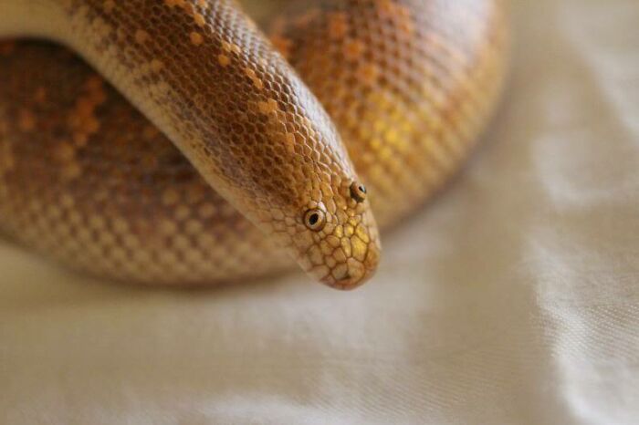 The Arabian Sand Boa Never Fails To Amuse Me, As It Strongly Resembles A Small Child’s Best Effort At Drawing A Snake