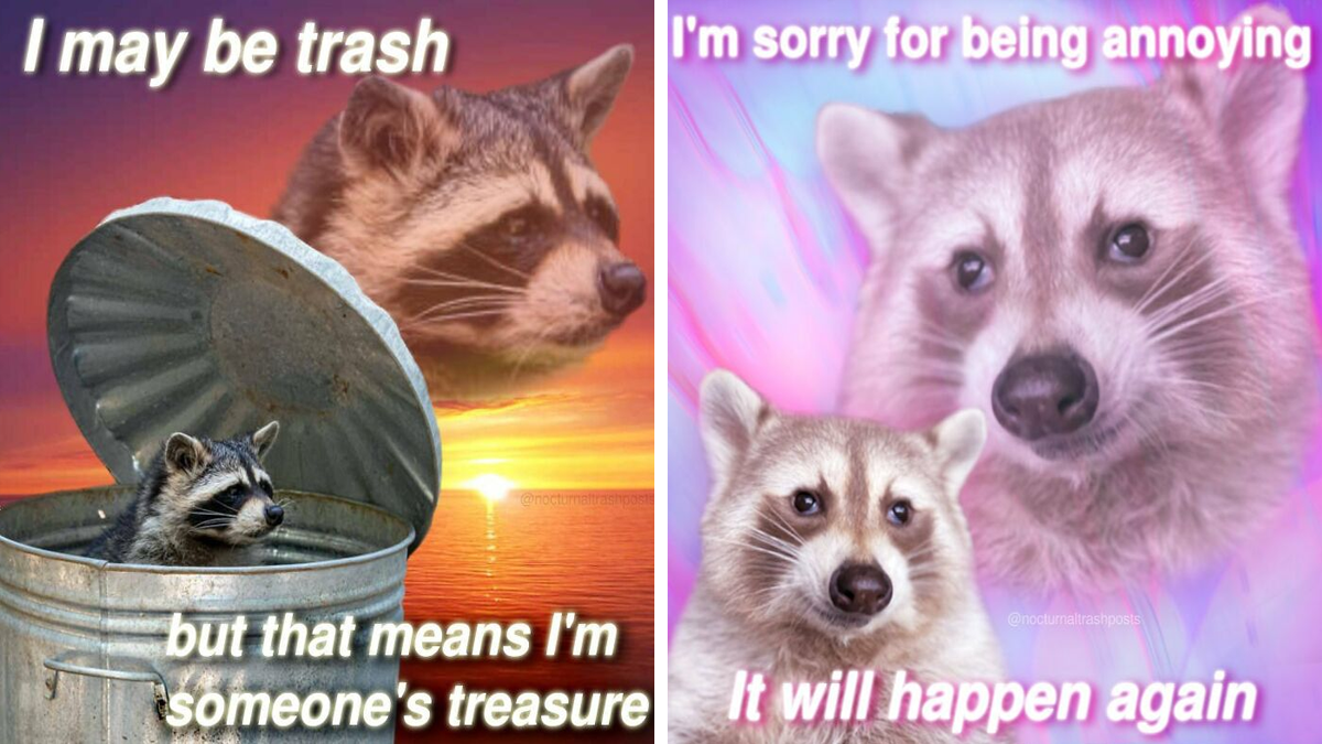 “Nocturnal Trash Posts”: 30 Of The Best Raccoon Memes This Dedicated Instagram Account Has To Offer