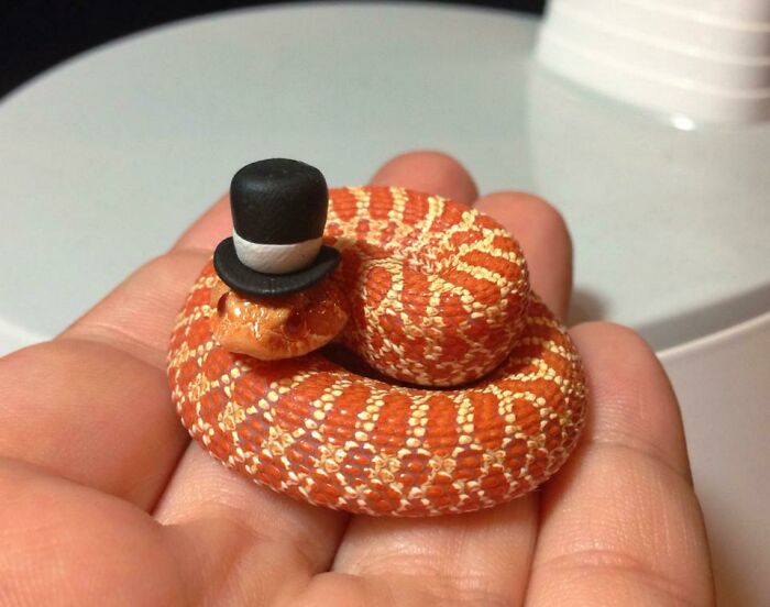 Itty Bitty Snake With An Itty Bitty Top Hat. Like A Ssssssir! Quite!