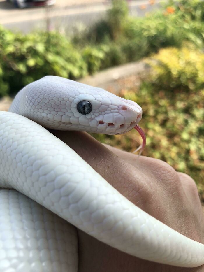 Got A Snapshot Of My Snake Doing An Mlem After He Just Shed His Skin