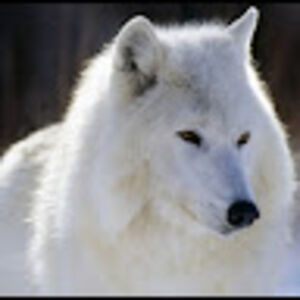 whitewolf avatar