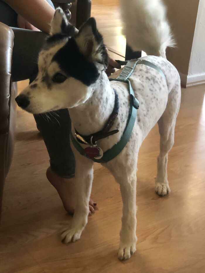 Somehow The Groomer Mistook “Wash And Comb Out” And Shaved My Husky/Collie Mix