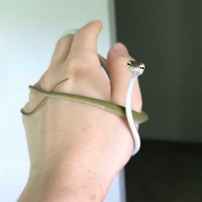I Got To Play With This Baby Asian Vine Snake! Look At That Face!