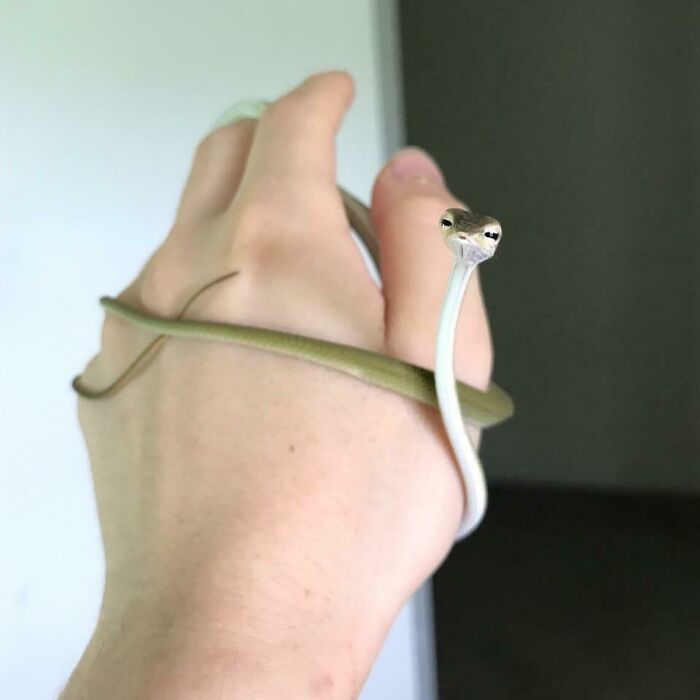 Estuve jugando con esta cría de serpiente de la vid asiática. Mirad su cara