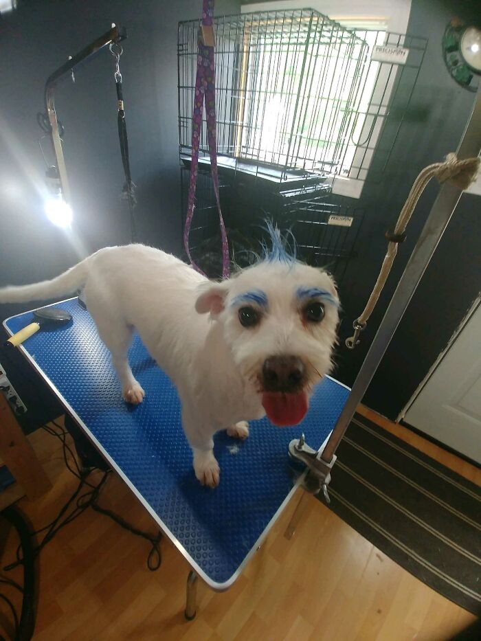 I Told The Groomer To Get Creative With My Dog's Hair Style. I Wasn't Expecting This