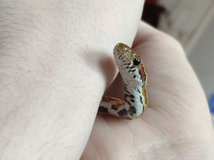 Here's A Cute Picture Of My Snake Kevin!