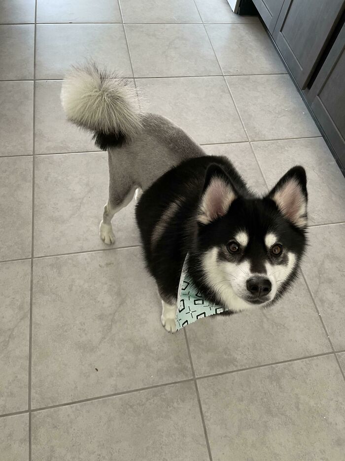 Well, I Did Tell The Groomer To “Take About Half Off”