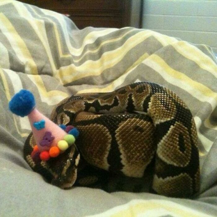 I Didn't Think Snakes Could Be Cute, Until I Saw One In A Party Hat