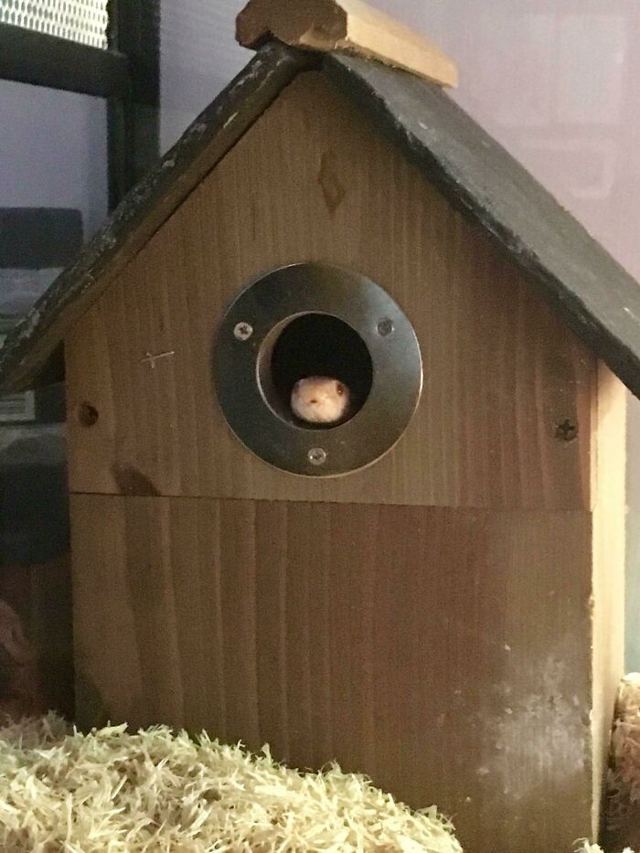 I Gave My Snake A Birdhouse