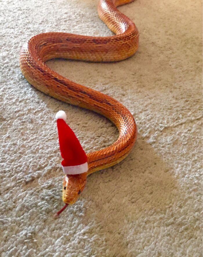 My Corn Snake, Cicero, Getting Into The Christmas Spirit. Adopted Two Years Ago From The Colorado Reptile Humane Society
