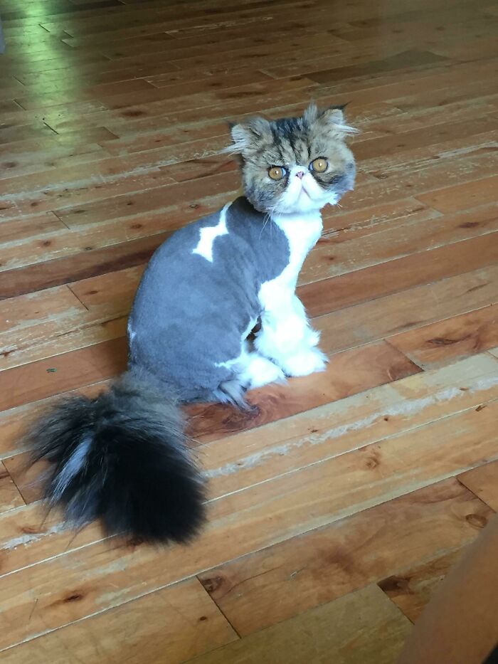 The Groomer Told Me Not To Laugh At Him. I've Failed
