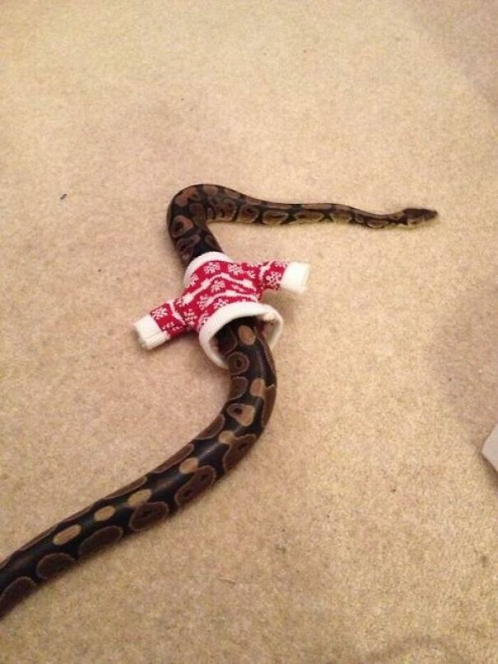 Sweater For A Snake