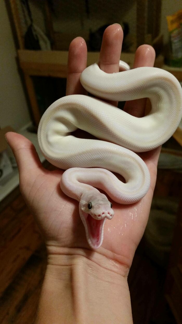 Not Your Usual Yawning Awww, But She's My Blue Eyed Darling