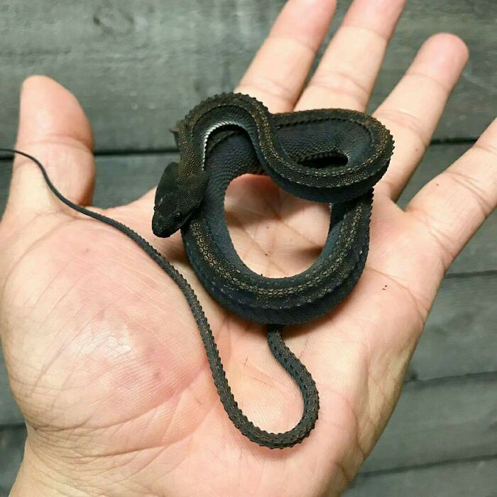 Vary Rare Dragon Snake