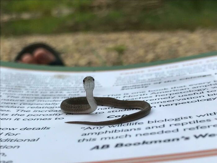 This Adorable Little Snek Helping Me Study Herps (Snakes, Lizards And Amphibians)