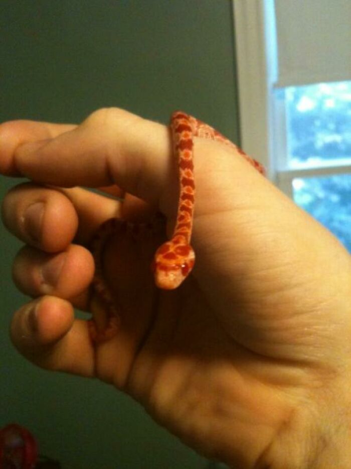 My New Baby Corn Snake Arthur!