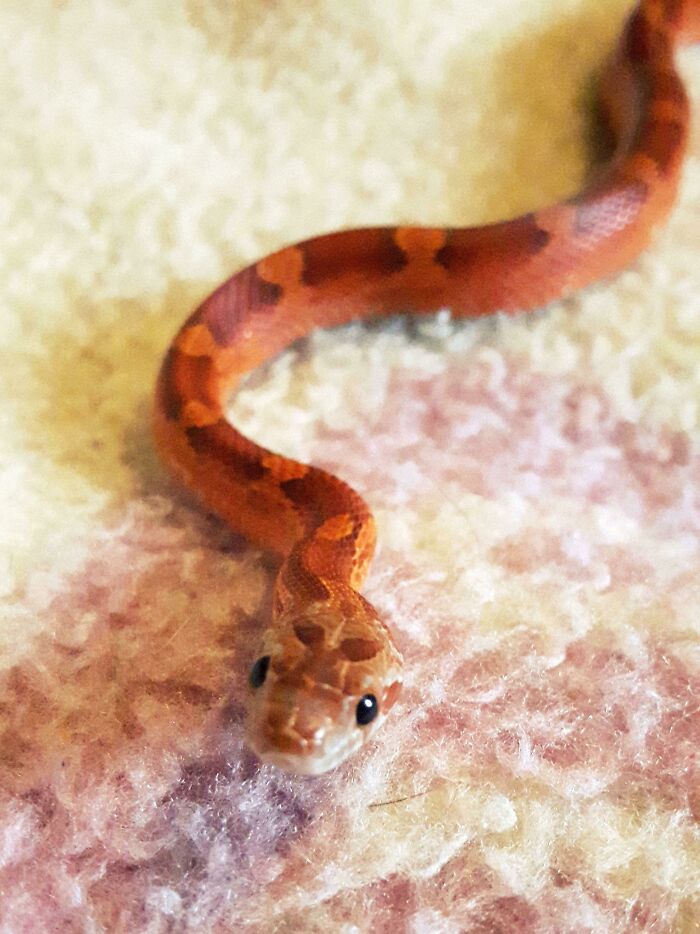 Corn Snek Baby