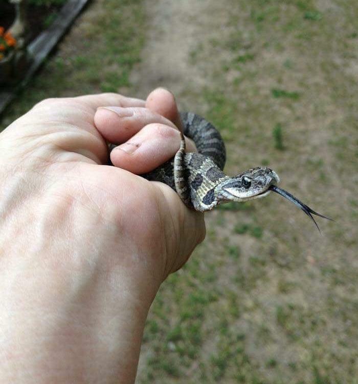 This Happy Little Guy