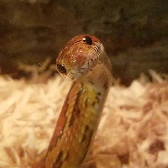 Curious Cute Snake Wanting A Boop