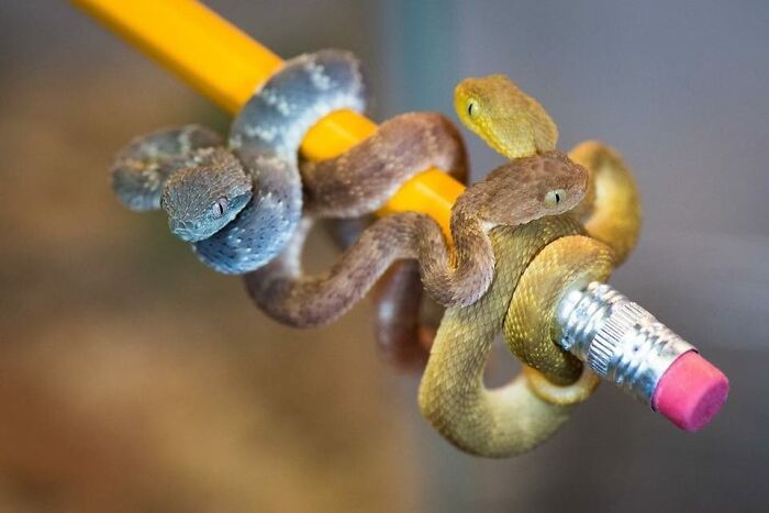 Tiny Danger Noodles