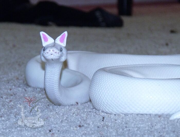 Snears! (Snake Ears)