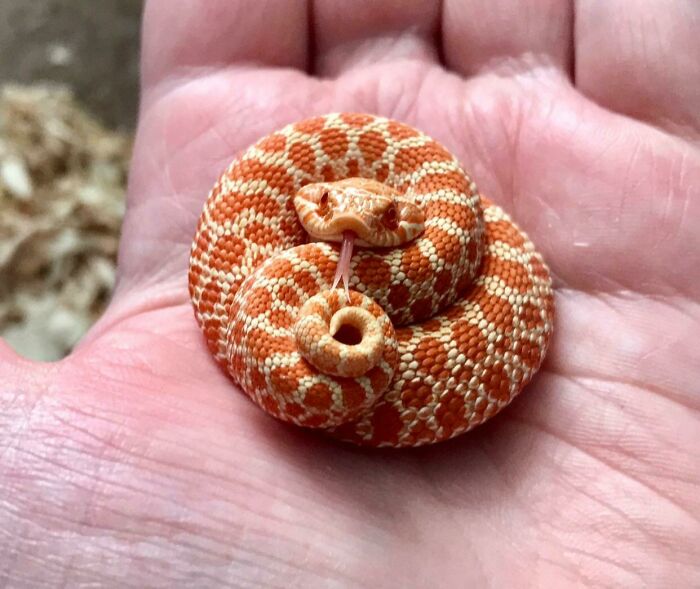 Waffle The Baby Hognose Snake. He Is Grumpy That I’ve Woken Him From His Mighty Slumber