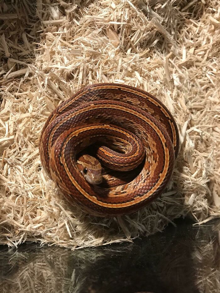 When People Say Snakes Are Scary I Show Them This Picture Of My Not So Dangerous Noodle