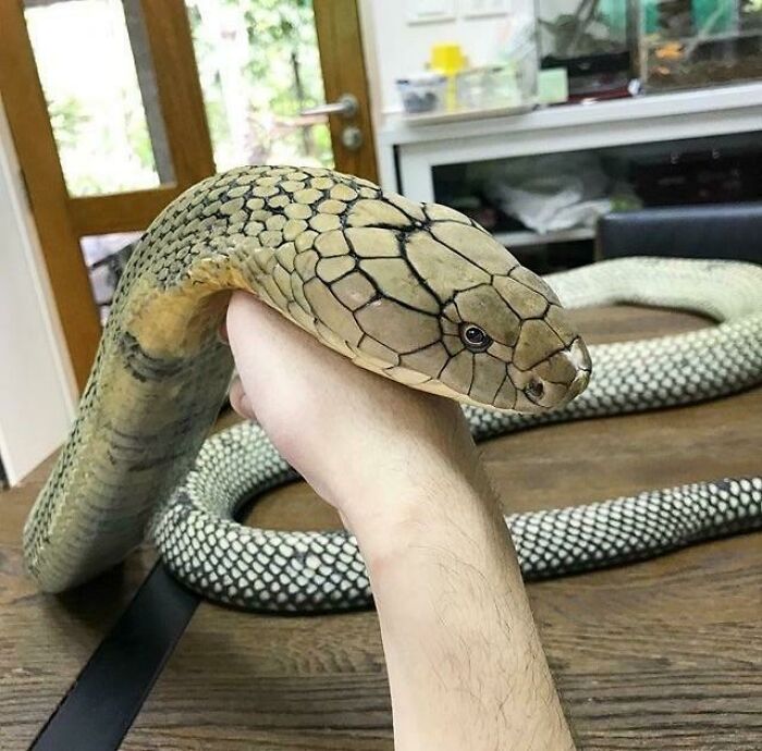 A Well Behaved Danger Noodle Gets The Chin Rubs