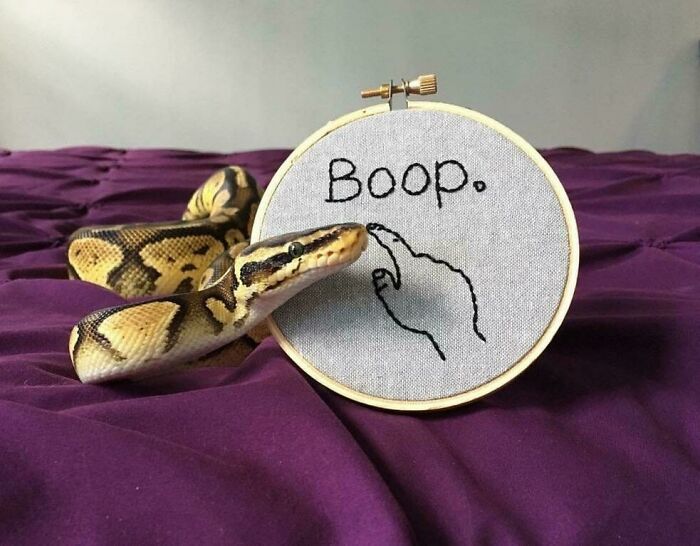 Boop The Danger Noodle Snoot!