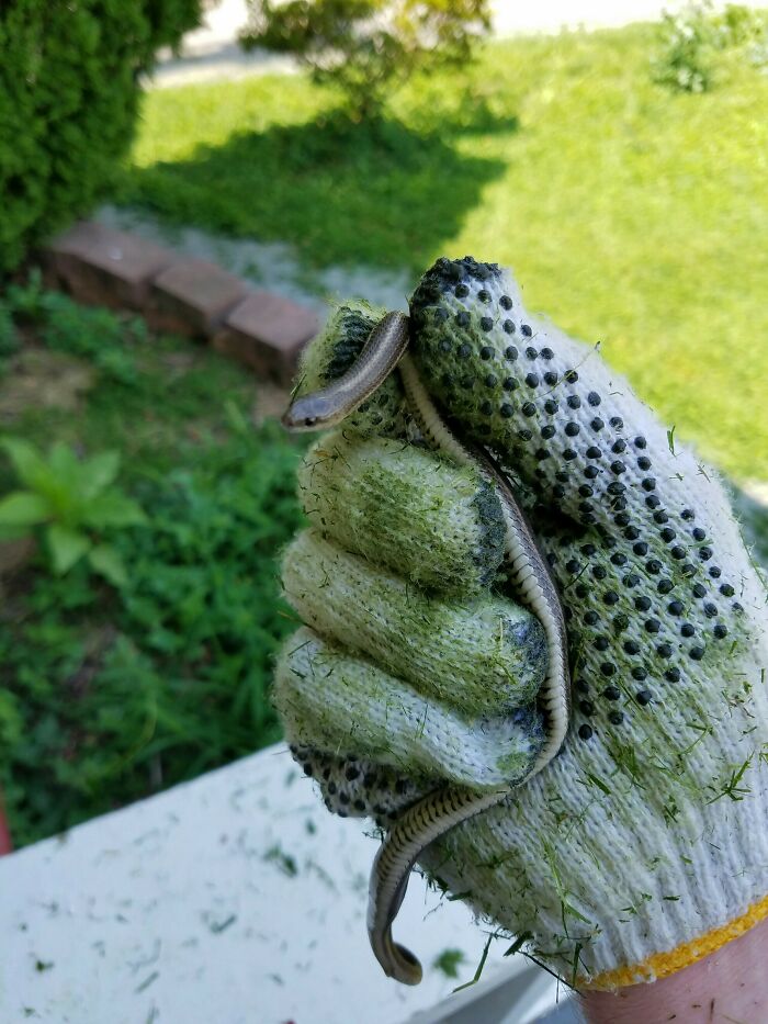 You Have Survived The Trial Of The Lawnmower, Thereby Earning Safe Passage Thru My Lands. Fare Thee Well, Oh Brave And Noble Serpent. Fare. Thee. Well
