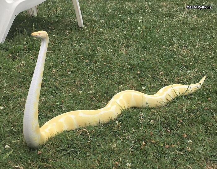 A Beautiful Albino Ball Python Has A Good Look Around The Outdoors On A Nice Summer Day