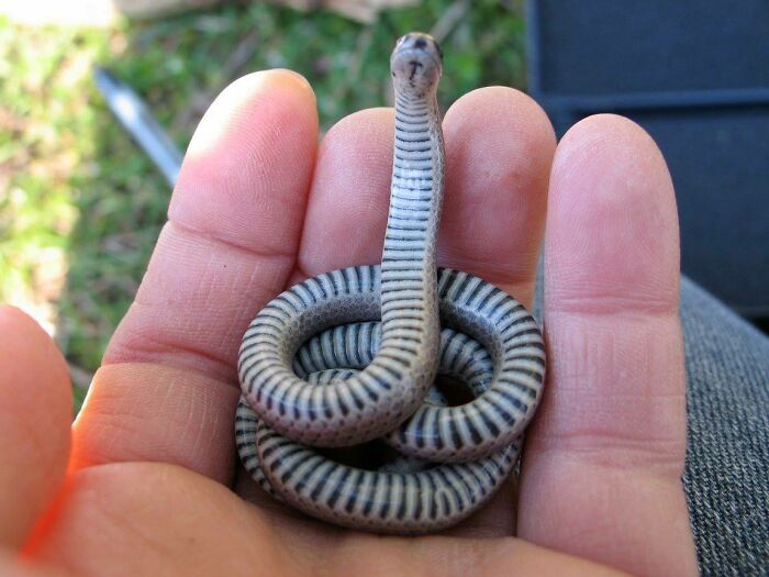 Sharp-Tailed Danger Noodle (So Smol)