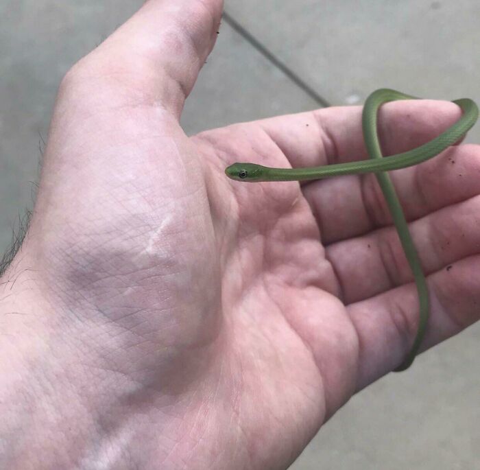 Thought This Snek Was A Blade Of Grass, Ended Up Being The Bestest Of Sneks