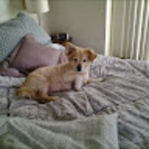 lolliemcintire avatar