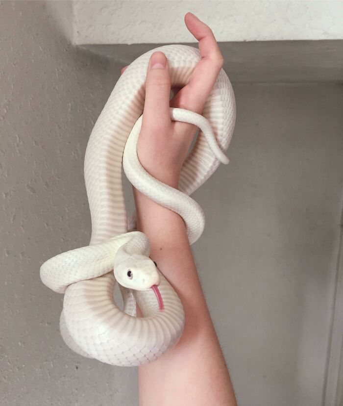 Newest Noodle Is A Heckin Good Boy