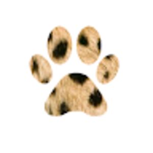 esmelabuschagne avatar