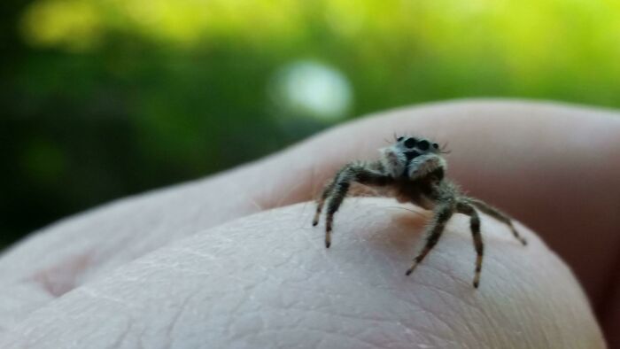 This Is Simply The Cutest Spider I Have Ever Had Crawl On Me. It Looks Like It Has Girly Eyelashes