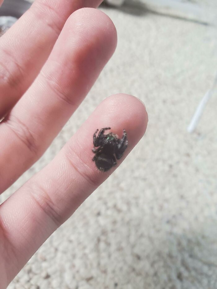 A Jumping Spider Chillin On My Pinky! She's Such A Sweetheart