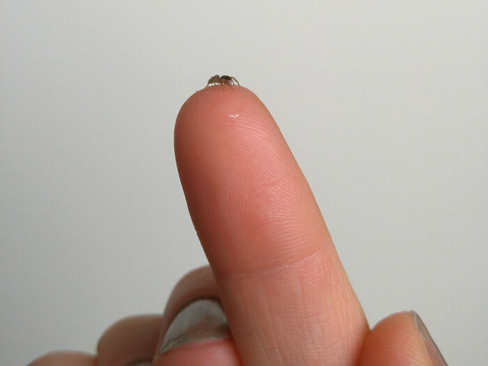 Found This Baby Jumping Spider In My Apartment So I Gave It A Drink From A Drop On My Finger