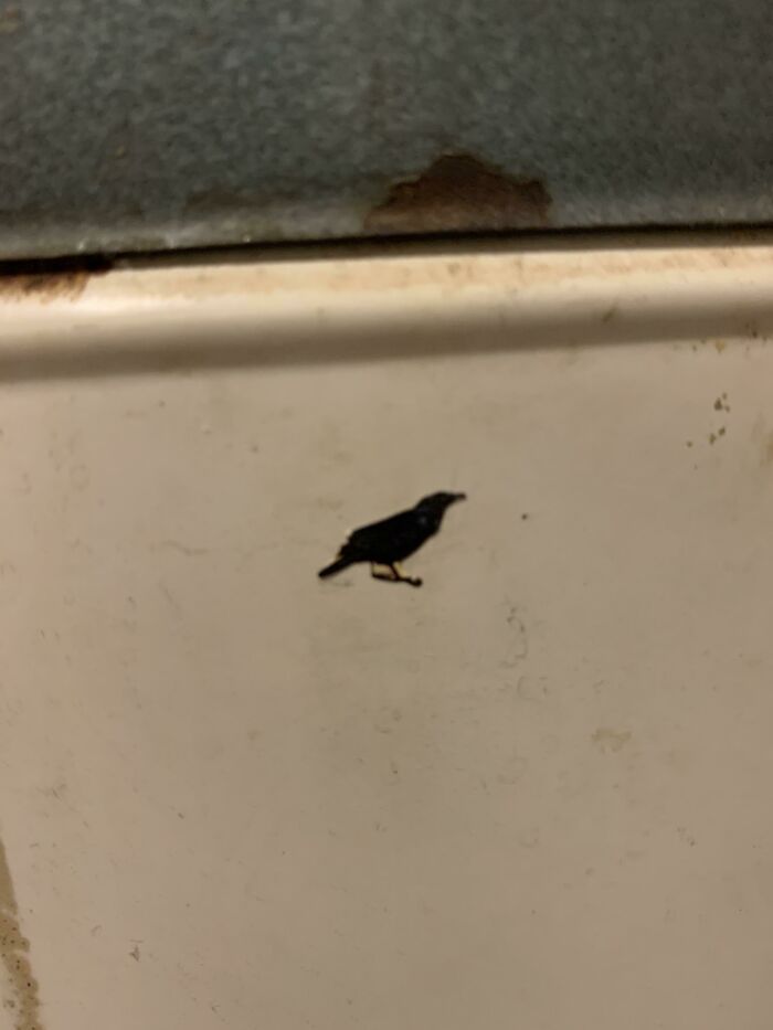 The Chipped Paint On My Hot Water Heater Looks Just Like A Bird