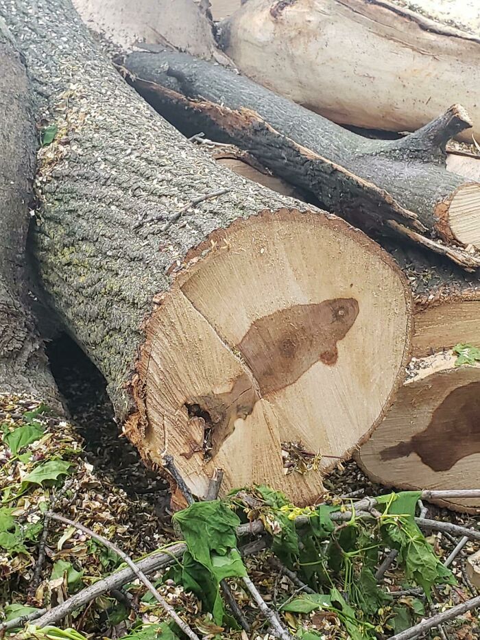 El interior de este árbol parece un pez