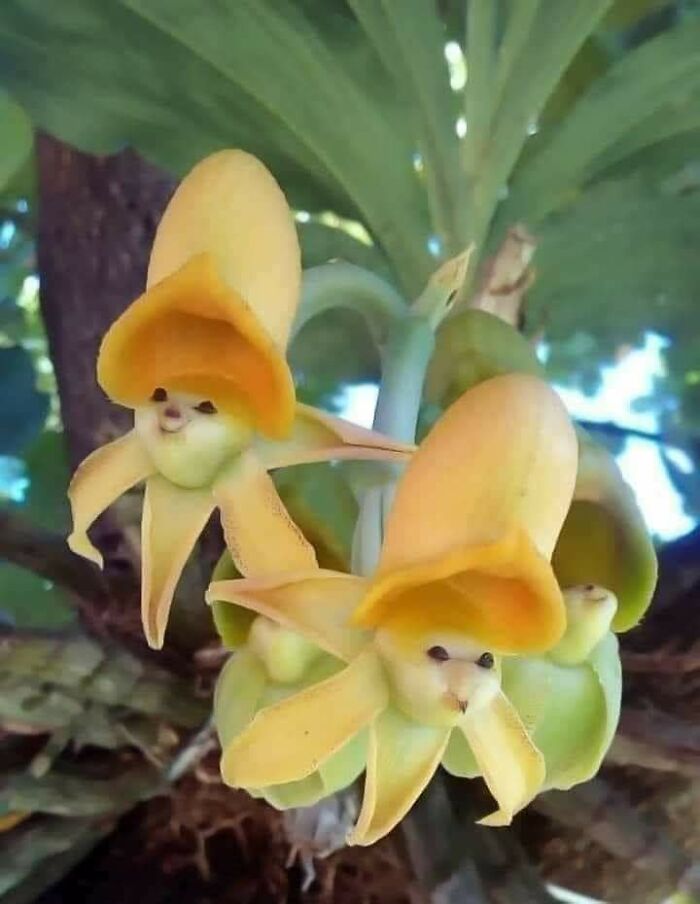 Orquídeas sonrientes