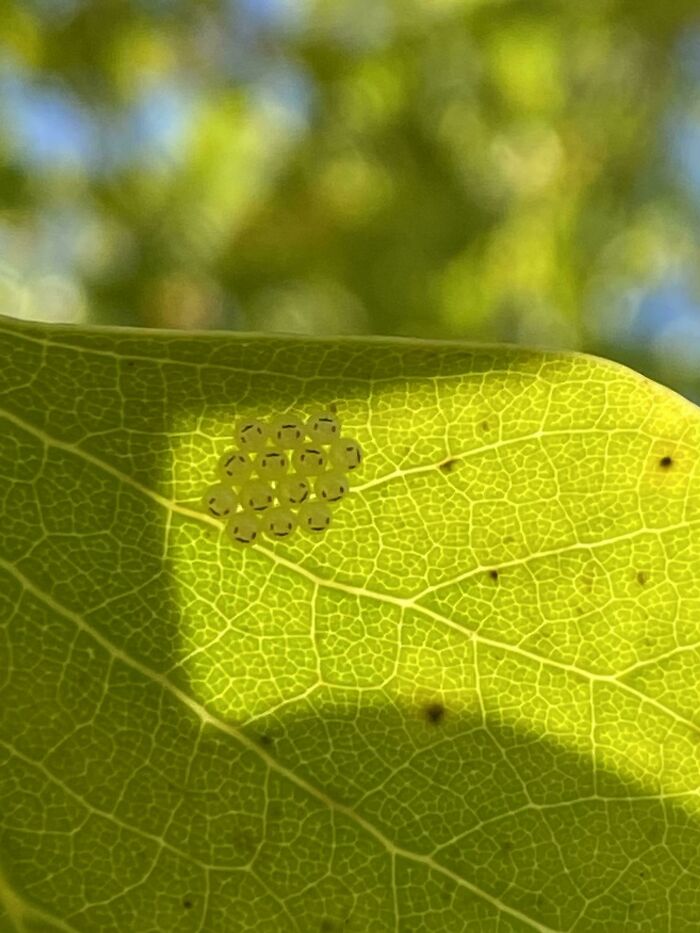 These Insect Eggs Look Like Little Smiley Faces