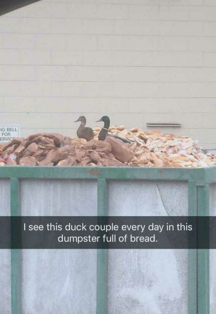 This Duck Couple Hit The Jackpot