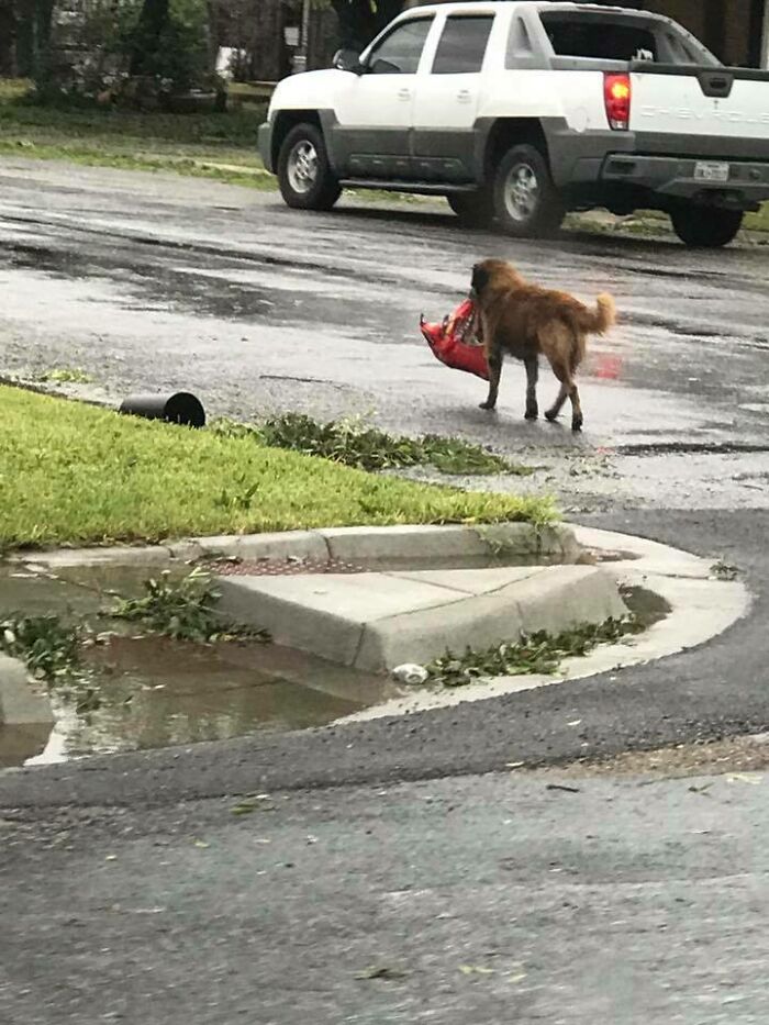 Buen chico saqueador. Este perro fue fotografiado tras el paso del huracán saqueando una gran bolsa de comida para perros y abrazando la vida de la supervivencia