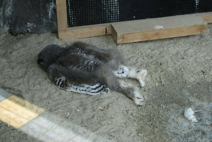 Snow Owls Sleep Like They Just Got Back From A Night Of Heavy Drinking And Missed The Bed