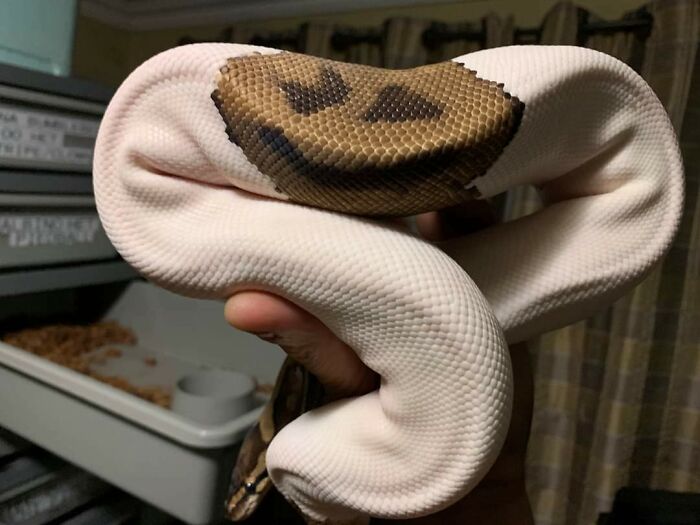 This Snake's Scales Form A Happy Face