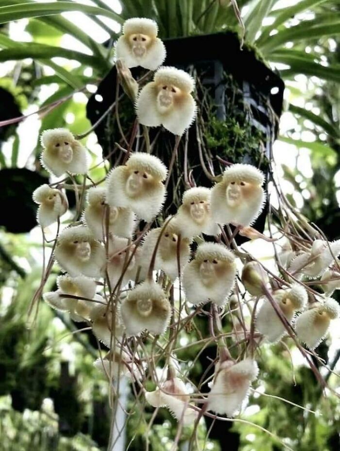 Flores Mono del Himalaya. Florecen una vez cada 20 años