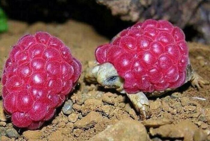 This Baby Tortoise Wearing A Raspberry
