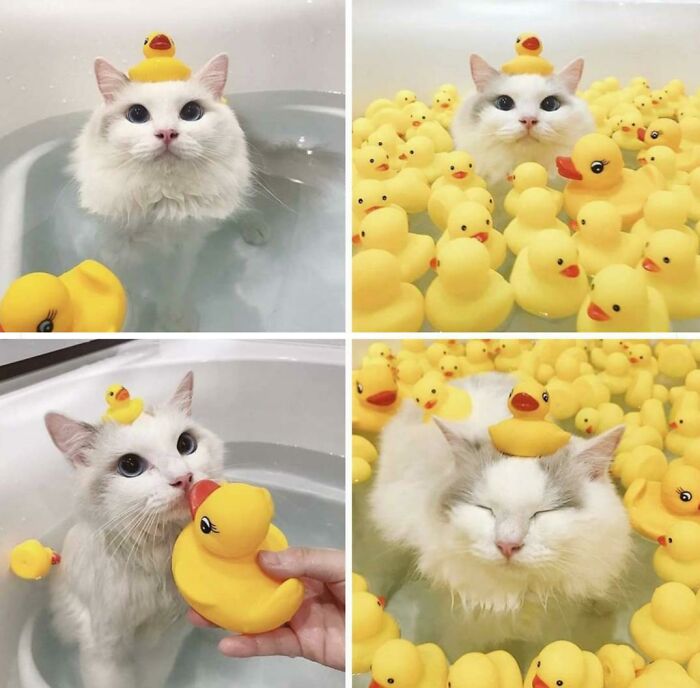 El gato acepta la religión del pato